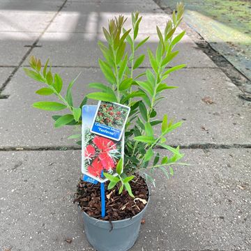 Callistemon viminalis INFERNO