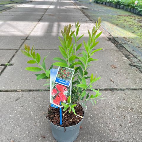 Callistemon viminalis INFERNO