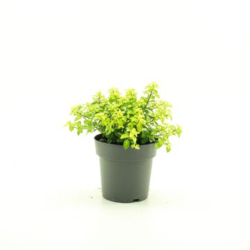 Pittosporum tenuifolium 'Golf Ball'