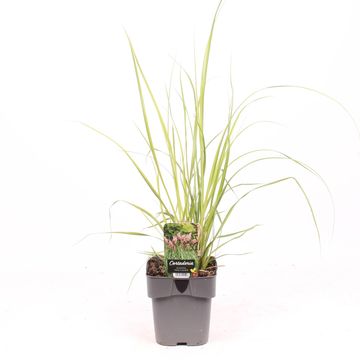 Cortaderia selloana 'Pink Feather'
