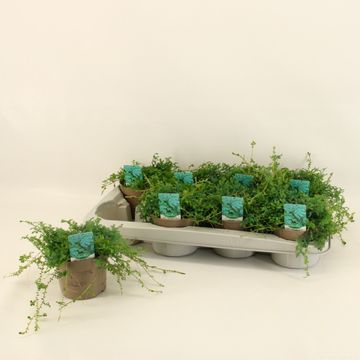 Selaginella 'Peacock'