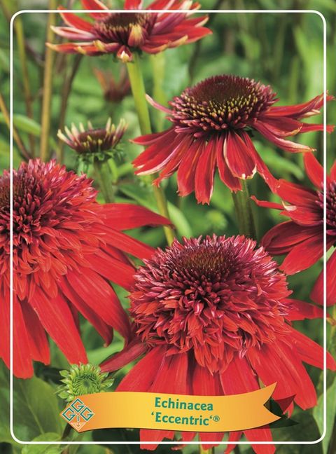 Echinacea 'Eccentric'