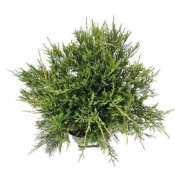 Juniperus x pfitzeriana 'Old Gold'