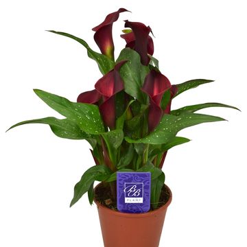 Zantedeschia 'Red Charm'