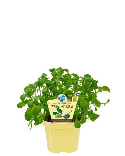 Diplotaxis tenuifolia