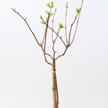 Hydrangea paniculata GARDENLIGHTS PINKLIGHT