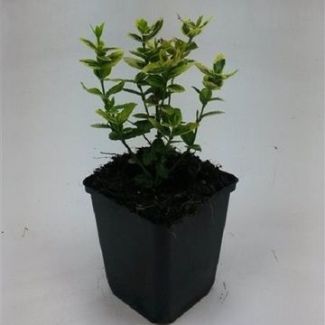 Euonymus fortunei 'Emerald 'n' Gold'