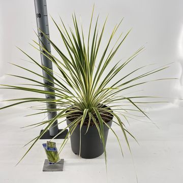 Cordyline australis LIME PASSION