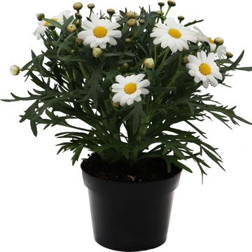 Argyranthemum PERFECT WHITE