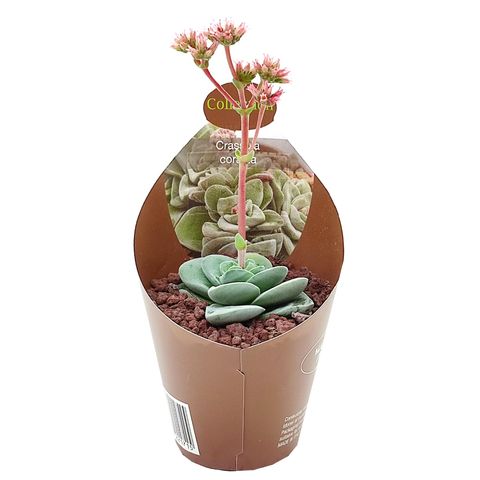 Crassula 'Coralita'