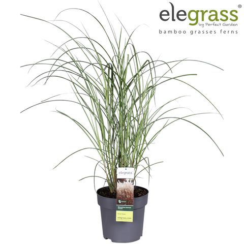 Miscanthus sinensis 'Graziella'