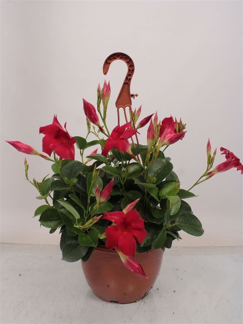 Mandevilla SUNDAVILLE RED
