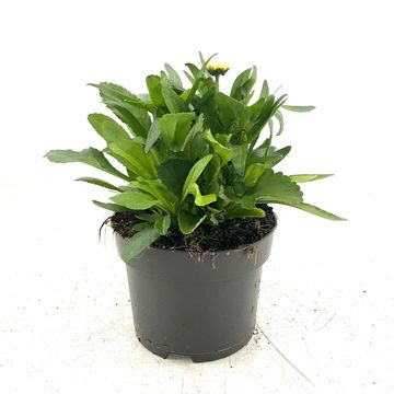 Leucanthemum vulgare