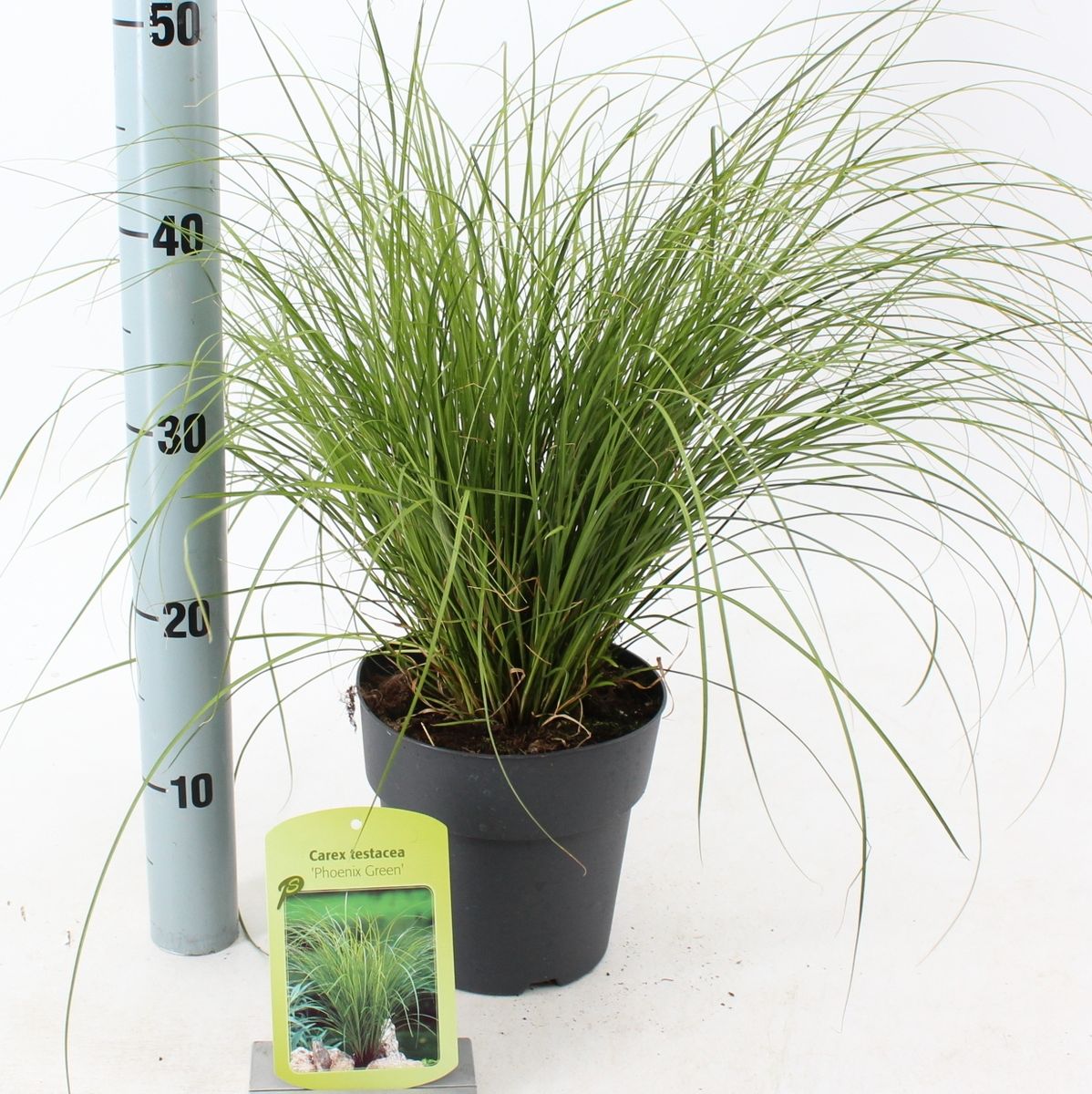 Carex 'Phoenix Green' — Grossiste en Plantes FlorAccess