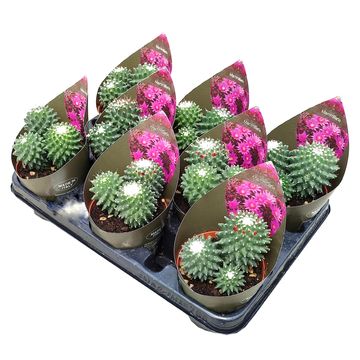 Mammillaria polythele 'Toluca'