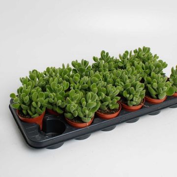 Cotyledon ladismithiensis