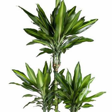 Dracaena fragrans CINTHO