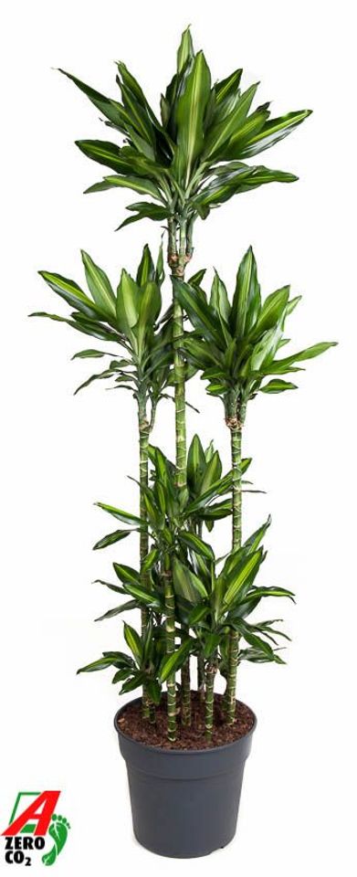 Dracaena fragrans CINTHO
