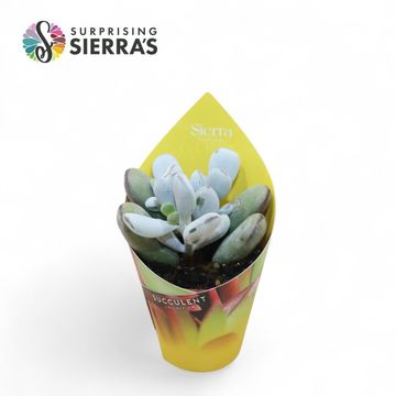 Cotyledon orbiculata 'Higginsiae'