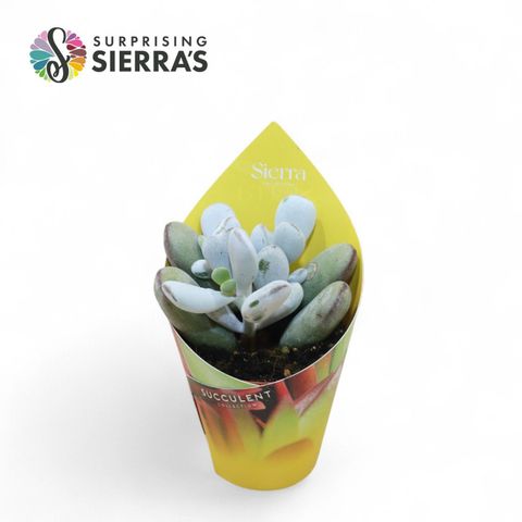 Cotyledon orbiculata 'Higginsiae'