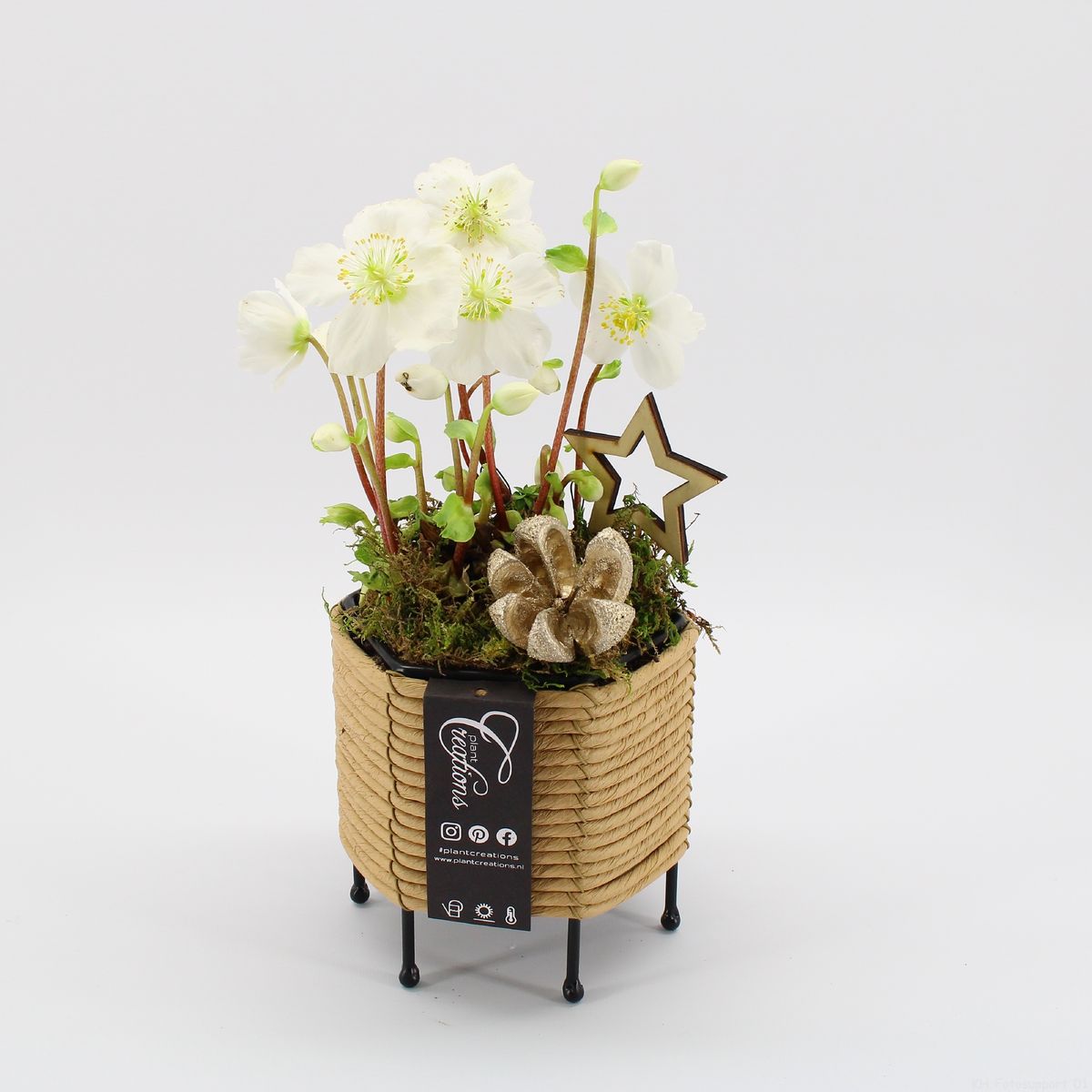 Arrangement Helleborus — Plant Wholesale FlorAccess