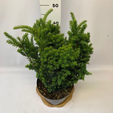 Taxus x media 'Hillii'