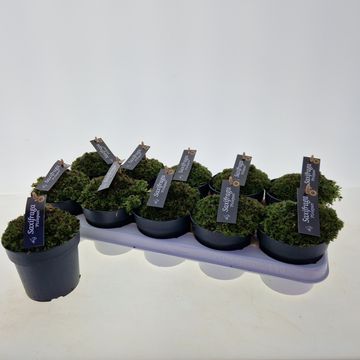 Saxifraga PIXIE PAN RED