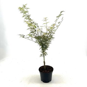 Acer palmatum 'Butterfly'