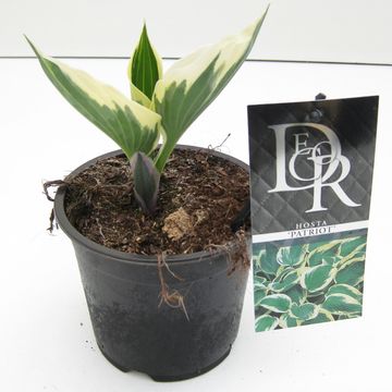 Hosta 'Patriot'