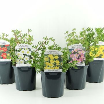 Potentilla fruticosa MIX