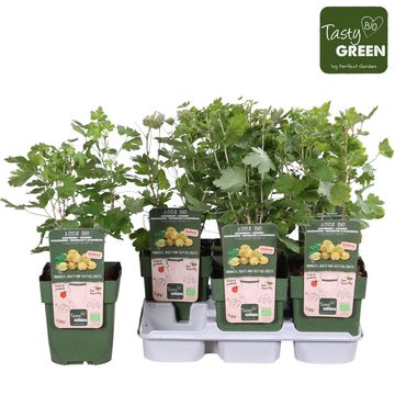 Ribes uva-crispa EASYCRISP LADY SUN