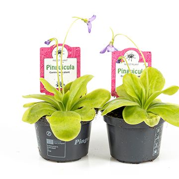 Pinguicula 'Tina'