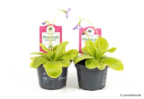 Pinguicula 'Tina'