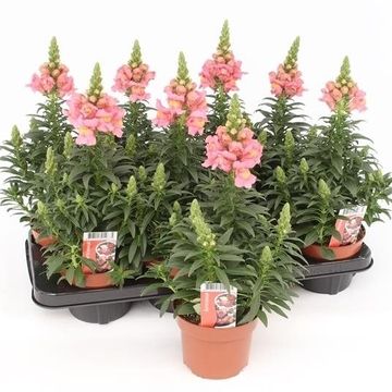 Antirrhinum FLORINI DIANA PINK