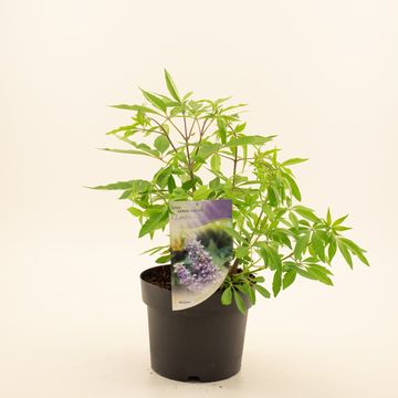 Vitex agnus-castus latifolia