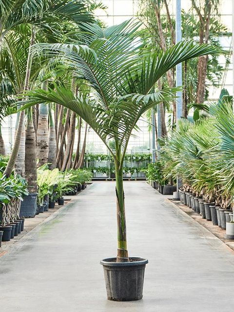 Archontophoenix alexandrae