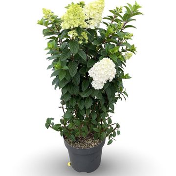 Hydrangea paniculata SUNDAE FRAISE