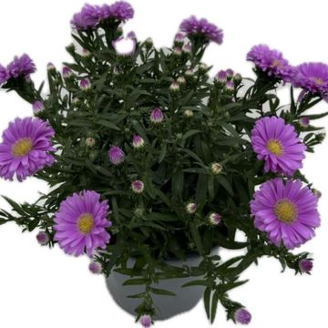 Aster ALPHA DARK PURPLE LAUNCH