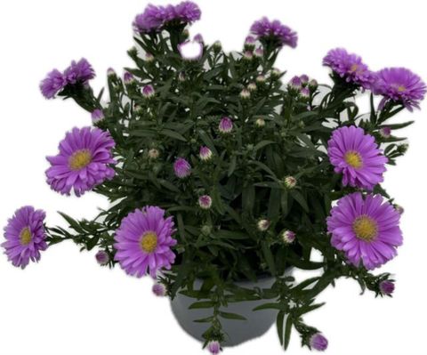 Aster ALPHA DARK PURPLE LAUNCH