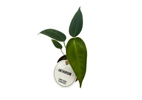 Anthurium peltigerum