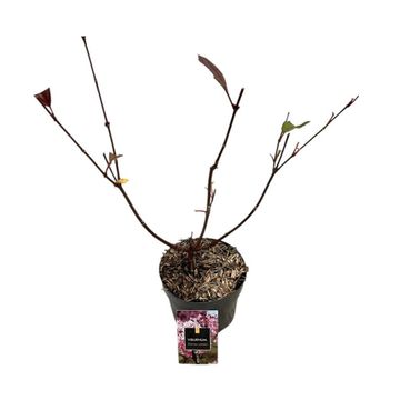 Viburnum x bodnantense 'Charles Lamont'