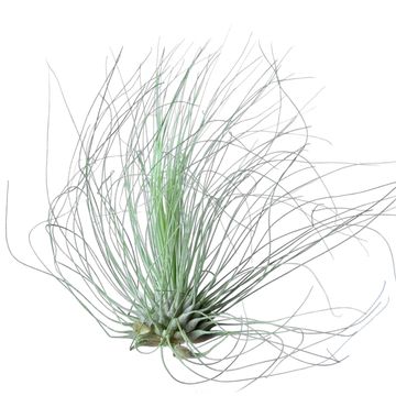 Tillandsia argentea