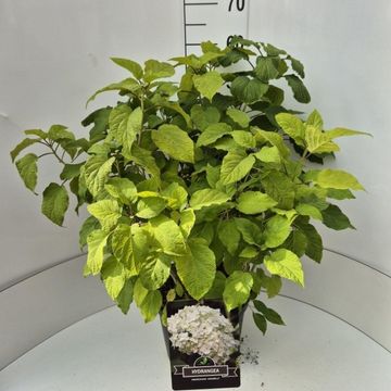 Hydrangea arborescens 'Annabelle'