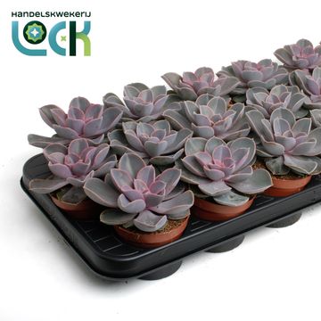 Echeveria 'Perle von Nürnberg'