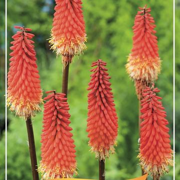 Kniphofia MIX