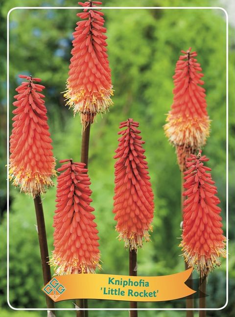 Kniphofia MIX