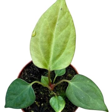 Anthurium portillae
