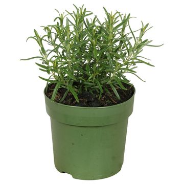 Rosmarinus officinalis 'Abraxas'