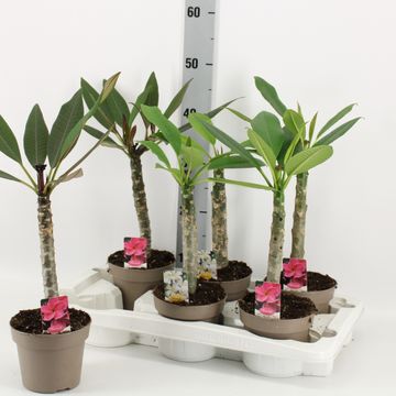 Plumeria rubra HAWAIIAN MIX