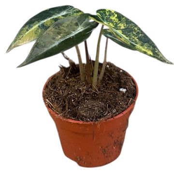 Alocasia 'Bambino Variegata'